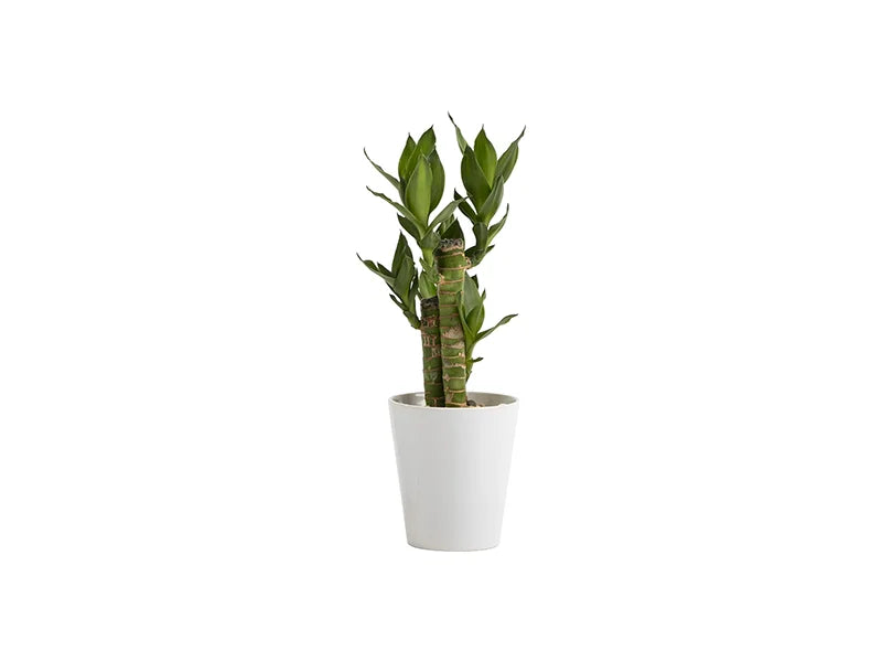 Sublimation 12oz Cone Shape Ceramic Flowerpot