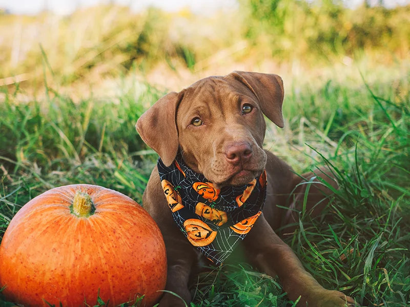 Sublimation Blanks Pet Bandana (L)