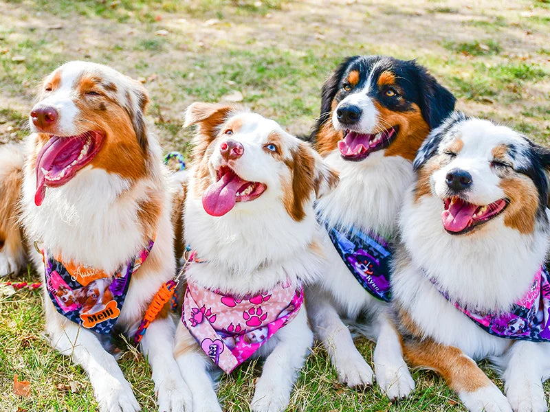 Sublimation Blanks Pet Bandana (XL)